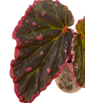 Begonia Furia
