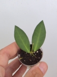 Hoya ds70