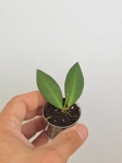 Hoya ds70