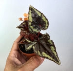 Begonia ignita 1