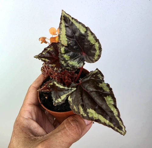 Begonia ignita 1
