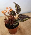 Begonia ignita 2