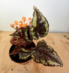 Begonia ignita 3