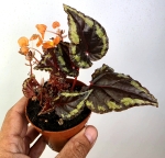 Begonia ignita 4