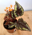 Begonia ignita 5