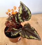 Begonia ignita 5