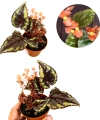 Begonia ignita