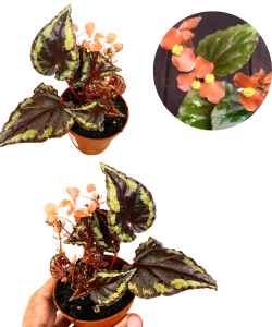 Begonia Irian Jaya M (1)