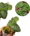 Scindapsus Snake Scale
