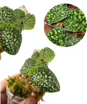 Scindapsus Snake Scale