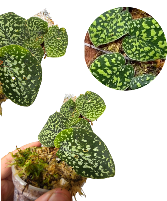 Scindapsus Snake Scale