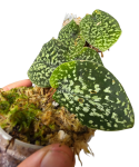 Scindapsus Snake Scale