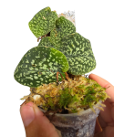 Scindapsus Snake Scale