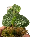 Scindapsus Snake Scale