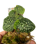 Scindapsus Snake Scale