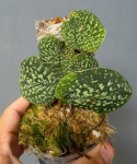 Scindapsus Snake Scale