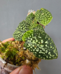 Scindapsus Snake Scale