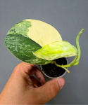 Scindapsus "Parahiangan Tricolor" S