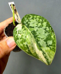 Scindapsus siak albovariegata 2