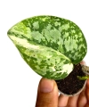 Scindapsus siak albovariegata