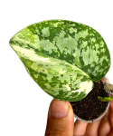 Scindapsus siak albovariegata