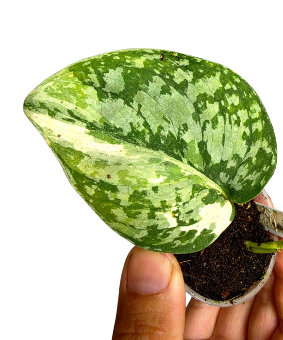 Scindapsus siak albovariegata