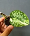 Scindapsus siak albovariegata 3
