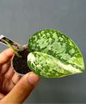 Scindapsus siak albovariegata 3