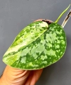 Scindapsus siak albomarginata