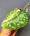 Scindapsus siak albovariegata 4