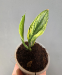 Scindapsus treubii Golden Dus