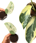 Scindapsus Cream Lava