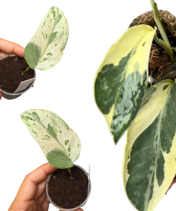 Scindapsus Cream Lava