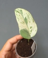 Scindapsus Cream Lava