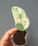 Scindapsus Cream Lava
