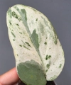 Scindapsus Cream Lava