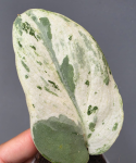 Scindapsus Cream Lava