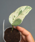 Scindapsus Cream Lava