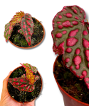 Begonia Pink Lady