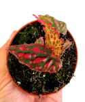 Begonia Pink Lady