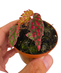 Begonia Pink Lady