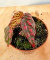 Begonia Pink Lady