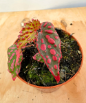 Begonia Pink Lady