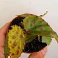 Begonia Pink Dottie