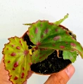 Begonia Pink Dottie