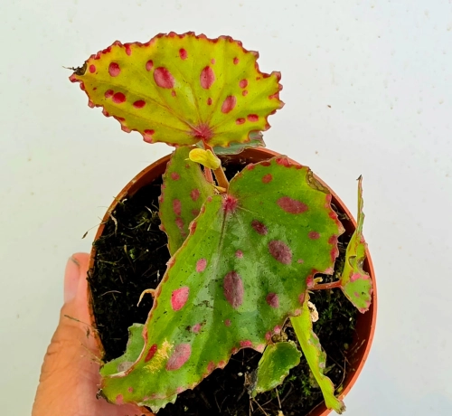 Begonia Pink Dottie