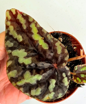 Begonia Filoformis Irmsch