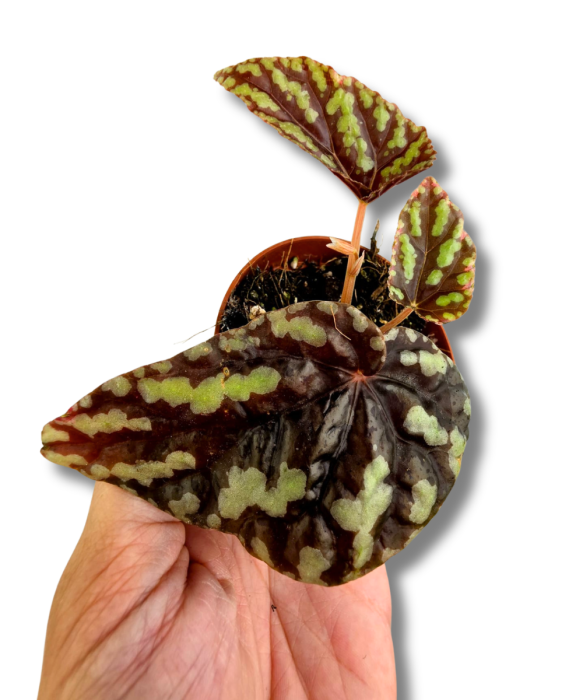Begonia Filoformis Irmsch