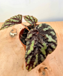 Begonia Filoformis Irmsch