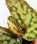Begonia Lucifer